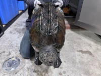 クリックで拡大画像表示