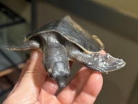 クリックで拡大画像表示