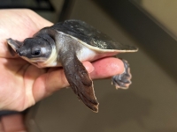 クリックで拡大画像表示