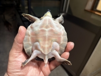 クリックで拡大画像表示