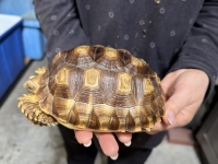 クリックで拡大画像表示