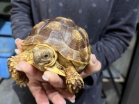 クリックで拡大画像表示