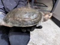 クリックで拡大画像表示