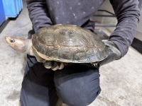 クリックで拡大画像表示