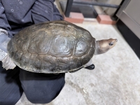 クリックで拡大画像表示