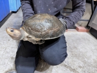 クリックで拡大画像表示