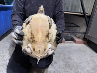 クリックで拡大画像表示