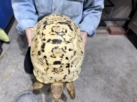 クリックで拡大画像表示