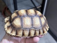 クリックで拡大画像表示