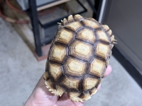 クリックで拡大画像表示