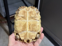 クリックで拡大画像表示
