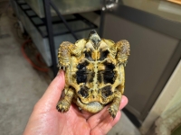 クリックで拡大画像表示
