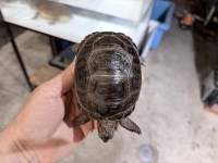クリックで拡大画像表示