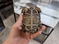 クリックで拡大画像表示