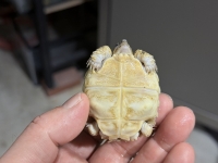 クリックで拡大画像表示