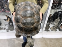 クリックで拡大画像表示