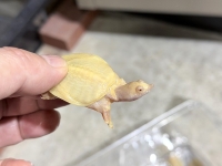 クリックで拡大画像表示