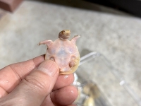 クリックで拡大画像表示