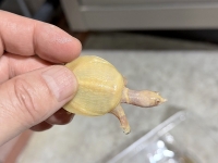 クリックで拡大画像表示