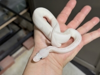 クリックで拡大画像表示