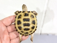 クリックで拡大画像表示