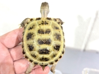 クリックで拡大画像表示