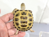 クリックで拡大画像表示