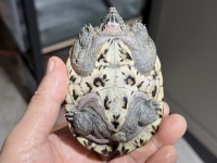 クリックで拡大画像表示