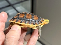 クリックで拡大画像表示