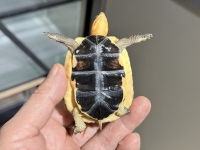 クリックで拡大画像表示