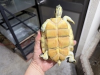 クリックで拡大画像表示