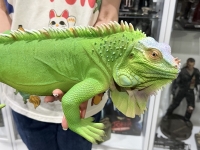 クリックで拡大画像表示