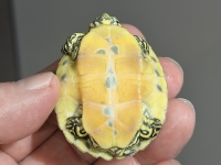 クリックで拡大画像表示