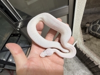 クリックで拡大画像表示