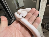 クリックで拡大画像表示
