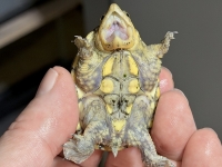 クリックで拡大画像表示