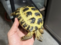 クリックで拡大画像表示