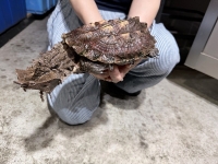 クリックで拡大画像表示