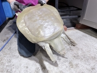 クリックで拡大画像表示
