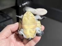 クリックで拡大画像表示