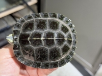 クリックで拡大画像表示