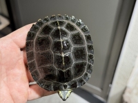 クリックで拡大画像表示