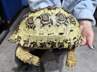 クリックで拡大画像表示