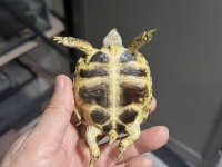 クリックで拡大画像表示