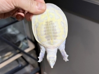クリックで拡大画像表示