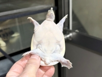 クリックで拡大画像表示