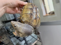 クリックで拡大画像表示