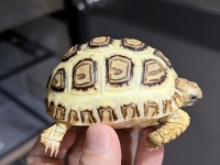 クリックで拡大画像表示
