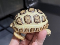 クリックで拡大画像表示