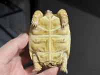 クリックで拡大画像表示
